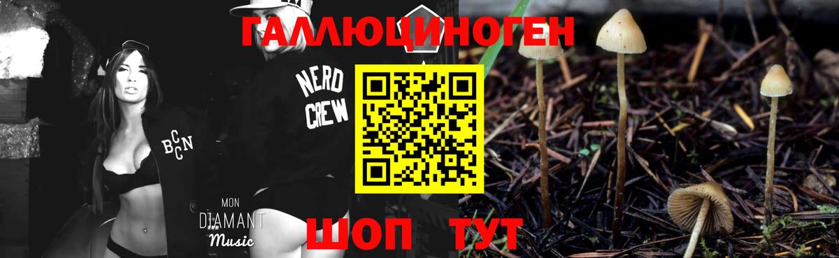 Галлюциногенные грибы Psilocybine cubensis Сланцы